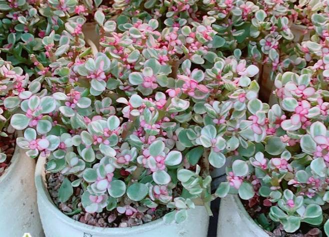 4 loài hoa cứ ngắt lá vùi vào đất là sống-4