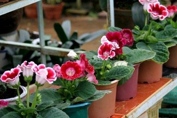 Ngôi nhà 600m2 ngập sắc màu như cung điện cổ tích của Thủy Top-22