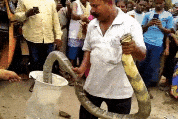 Clip: Bắt sống rắn hổ mang chúa khổng lồ dài 4,5m bò vào bếp nhà dân