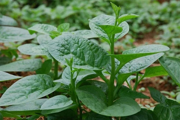 Ai không nên ăn rau mồng tơi?-1