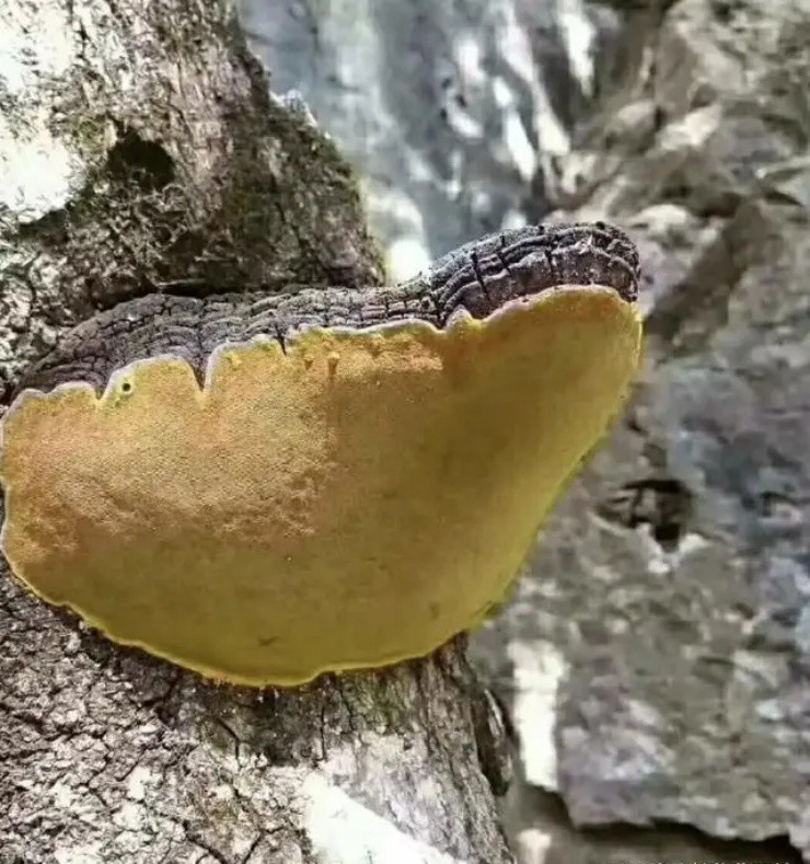 Nấm tiên dược mọc trên cây dâu tằm, giá trên trời gần 6 triệu/kg vẫn cháy hàng-4