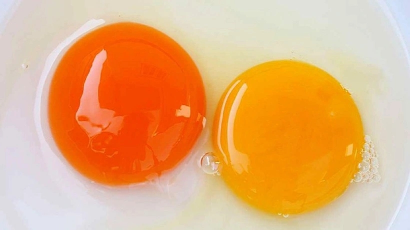 Lòng đỏ trứng gà màu đậm hay nhạt tốt hơn? Sự thật bất ngờ-2