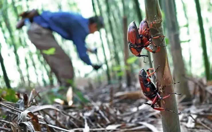 Vào rừng chặt tre bỗng vớ mỏ vàng”, giá gần 400.000đ/kg, ở Việt Nam có đầy mà ít người biết-1