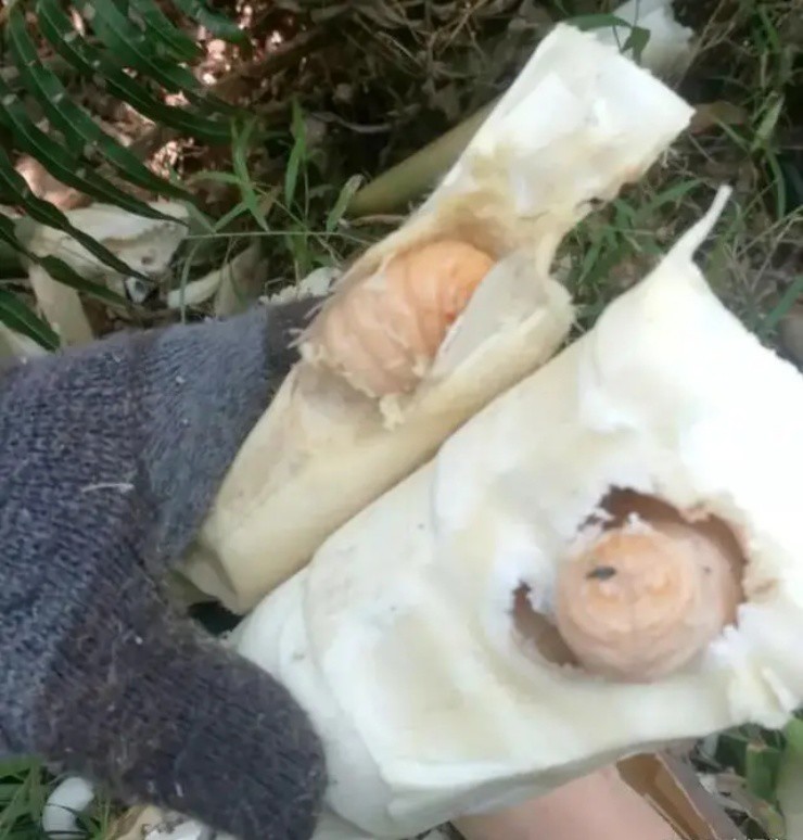 Vào rừng chặt tre bỗng vớ mỏ vàng”, giá gần 400.000đ/kg, ở Việt Nam có đầy mà ít người biết-3