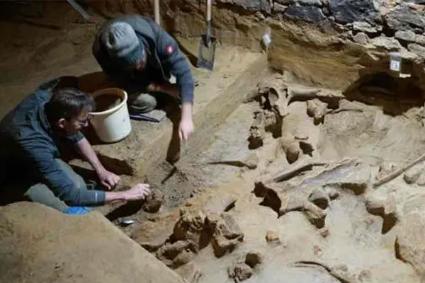 Cải tạo hầm rượu, sốc vì 300 khúc xương quái thú khổng lồ-2