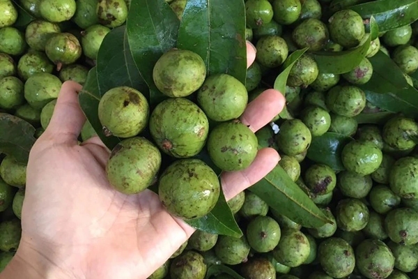 Vì sao nhà vệ sinh thường bốc mùi vào mùa mưa?-2