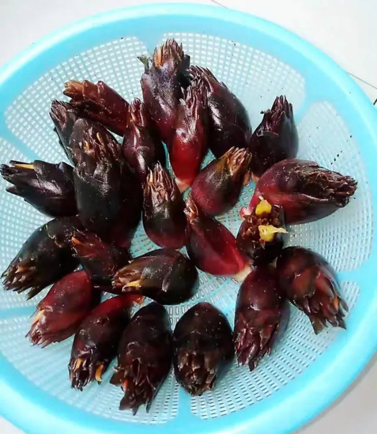 Kỳ lạ loại măng lai” gừng, giá hơn trăm nghìn/kg nhưng có tiền cũng chưa chắc mua được-2