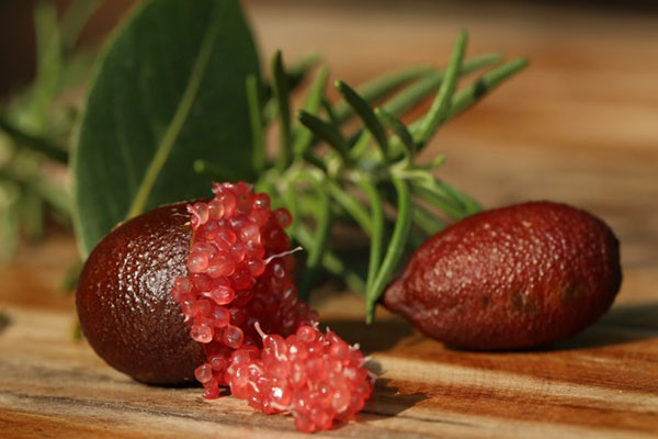 Vào rừng đào thứ rễ cây đắng ngắt, bán hơn nửa triệu/kg, ở Việt Nam nhiều không đếm xuể-5