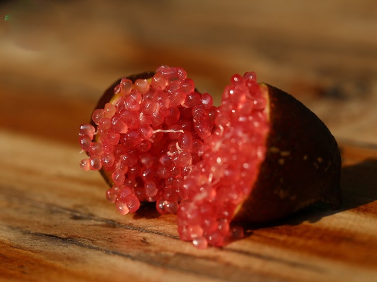 Loại chanh đắt nhất thế giới, ở Việt Nam bán giá ra sao?-2