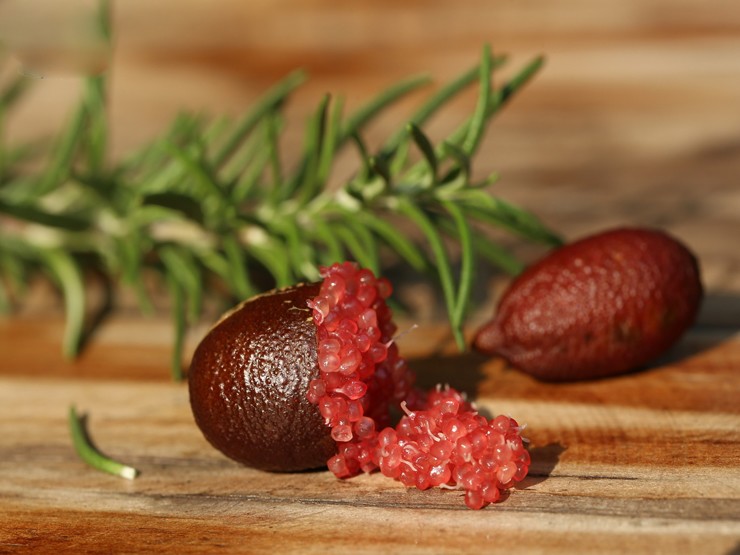 Loại chanh đắt nhất thế giới, ở Việt Nam bán giá ra sao?-3