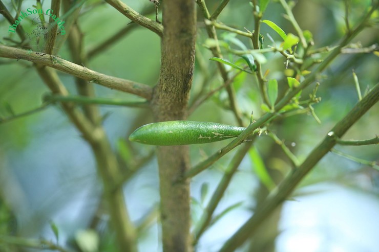 Loại chanh đắt nhất thế giới, ở Việt Nam bán giá ra sao?-4