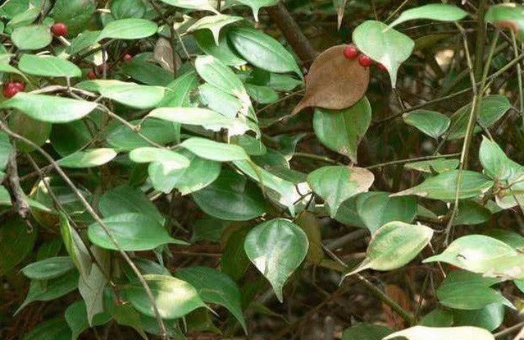 Vào rừng đào thứ rễ cây đắng ngắt, bán hơn nửa triệu/kg, ở Việt Nam nhiều không đếm xuể-1