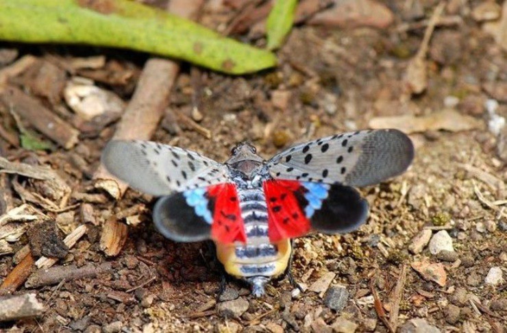 Kẻ thù” của nông dân nay thành mỏ vàng, giá 130.000đ/kg vẫn bán đắt như tôm tươi-1