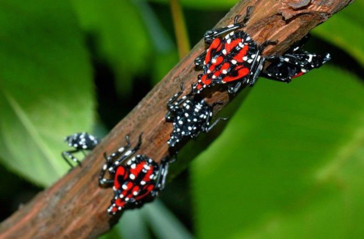 Kẻ thù” của nông dân nay thành mỏ vàng, giá 130.000đ/kg vẫn bán đắt như tôm tươi-2