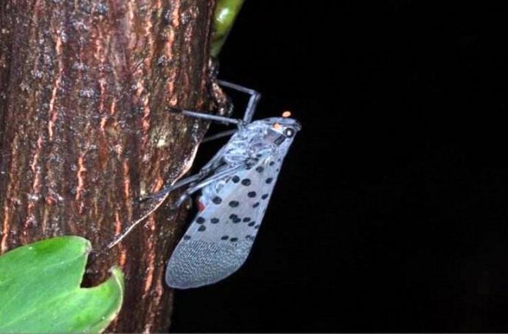 Kẻ thù” của nông dân nay thành mỏ vàng, giá 130.000đ/kg vẫn bán đắt như tôm tươi-3