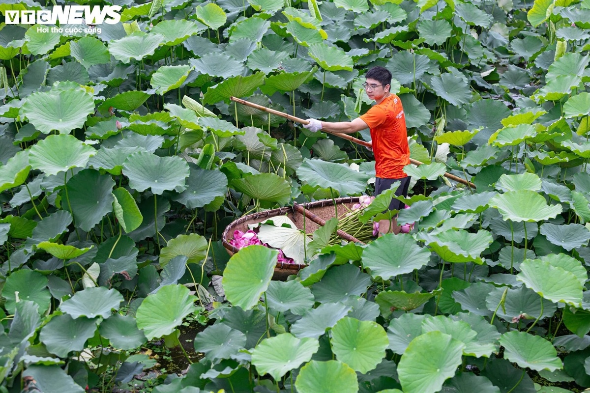 Cận cảnh quy trình ướp loại trà sen đắt đỏ nhất Hà thành, giá chục triệu đồng/kg-1