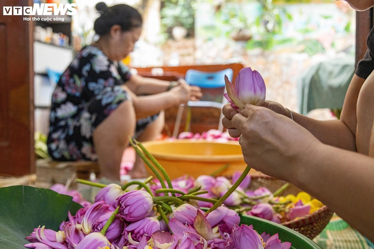 Cận cảnh quy trình ướp loại trà sen đắt đỏ nhất Hà thành, giá chục triệu đồng/kg-13