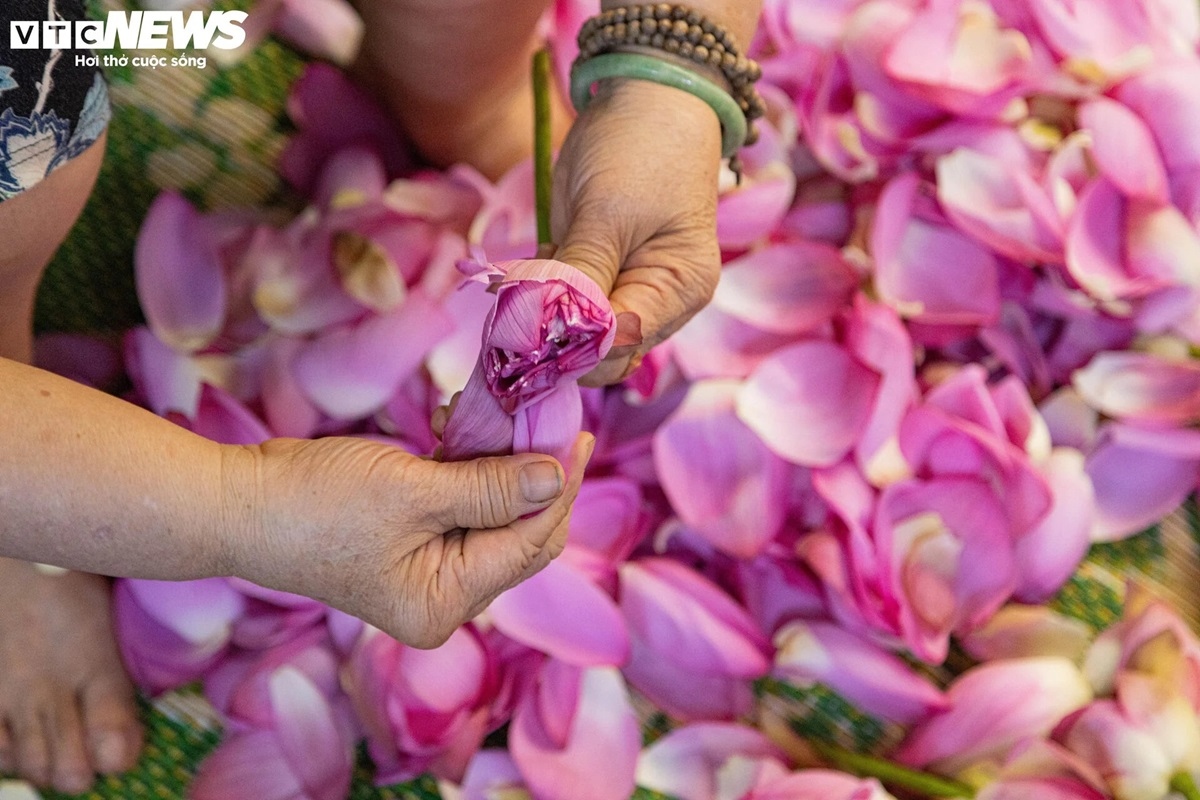 Cận cảnh quy trình ướp loại trà sen đắt đỏ nhất Hà thành, giá chục triệu đồng/kg-6