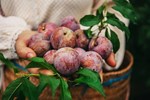 Vượt sầu riêng, một loại quả Việt có giá đắt đỏ nhất chợ-4