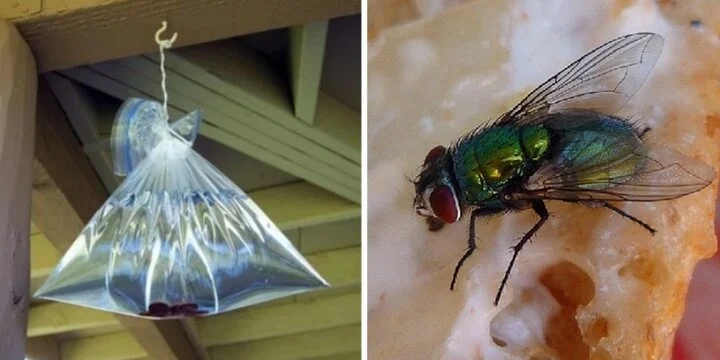 Treo một túi nước ở cửa sổ có tác dụng gì?-1