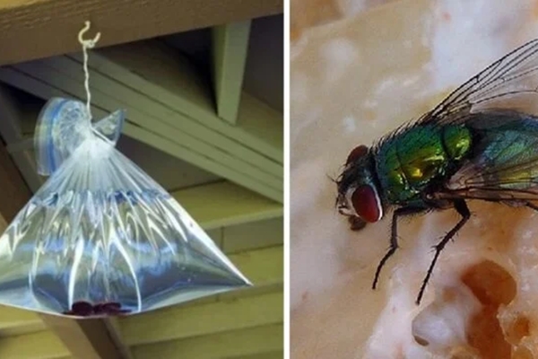 Cách giữ khoai tây tươi ngon như mới-4