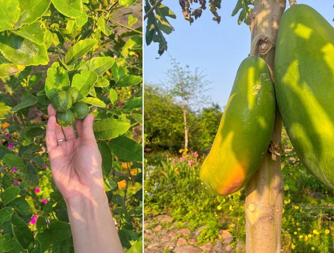 Đôi vợ chồng 9X bỏ phố về quê, chi 100 triệu cải tạo vườn rộng 10.000m2 vừa có ao vừa có suối-9