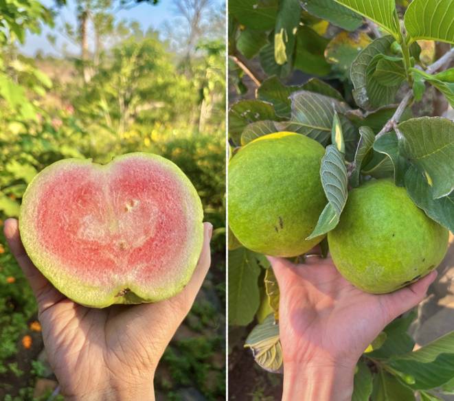 Đôi vợ chồng 9X bỏ phố về quê, chi 100 triệu cải tạo vườn rộng 10.000m2 vừa có ao vừa có suối-10