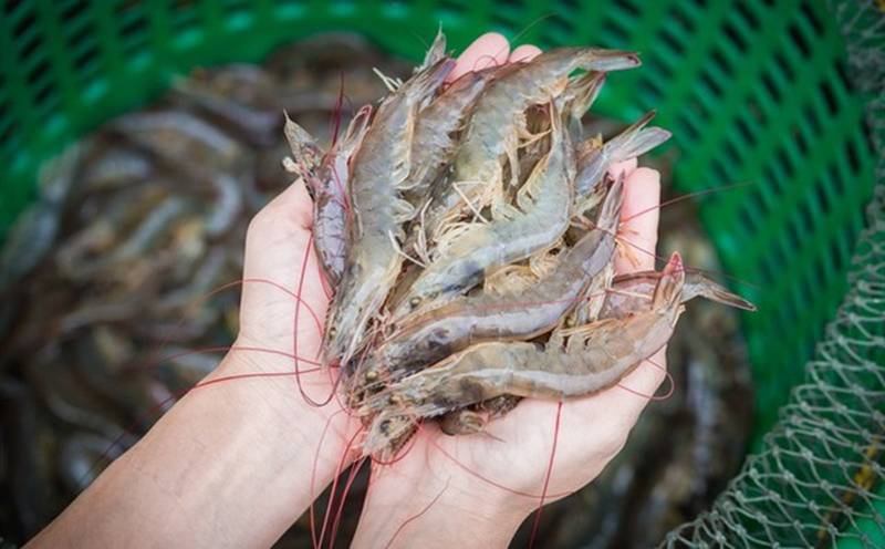 Cất tôm trong tủ lạnh nhớ cho thêm thứ gia vị này: Nhà nào cũng có, để cả tháng tôm vẫn tươi ngon như mới-5