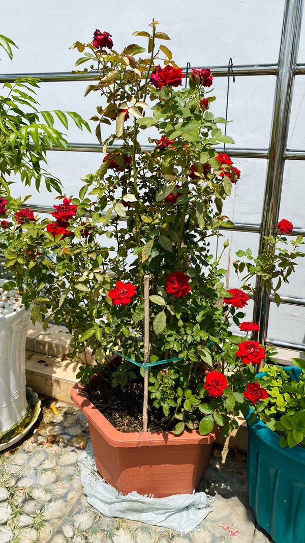 Cẩm Ly tiết lộ điều kỳ lạ trong biệt thự: Lạ lùng lắm, tôi không thể hiểu-27