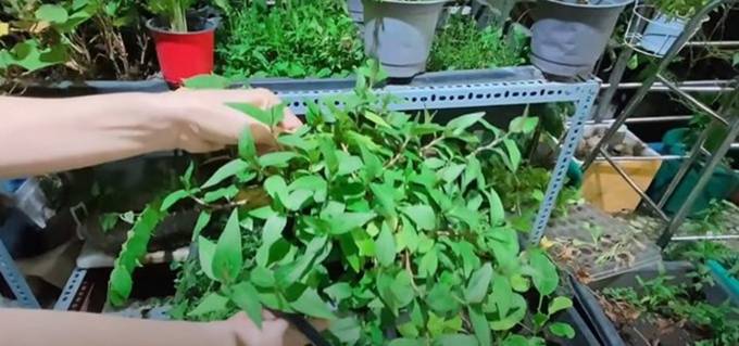 Cẩm Ly tiết lộ điều kỳ lạ trong biệt thự: Lạ lùng lắm, tôi không thể hiểu-20