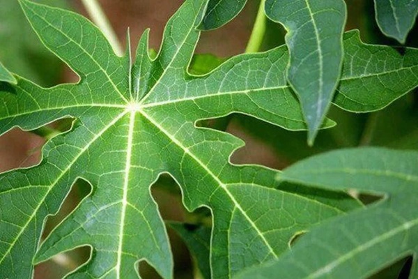 Thực hư tác dụng phòng và trị bệnh ung thư của lá đu đủ-1