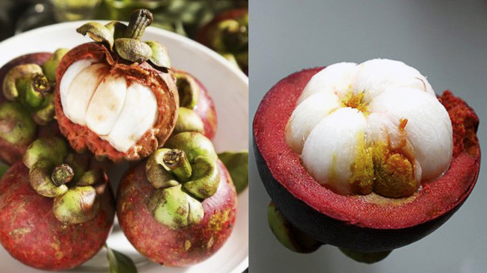 Không phải cứ quả to, vỏ mịn thì măng cụt sẽ ngon: Nhìn 3 điểm biết ngay quả nào ngon ngọt, ít mủ, không thối-1