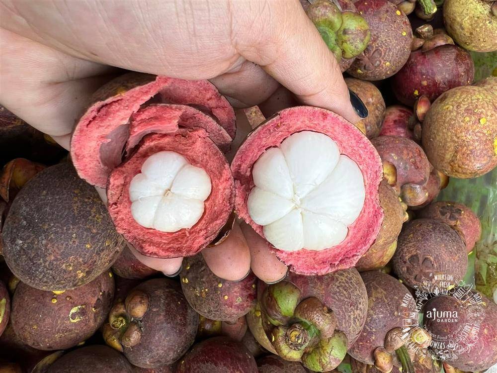 Không phải cứ quả to, vỏ mịn thì măng cụt sẽ ngon: Nhìn 3 điểm biết ngay quả nào ngon ngọt, ít mủ, không thối-3