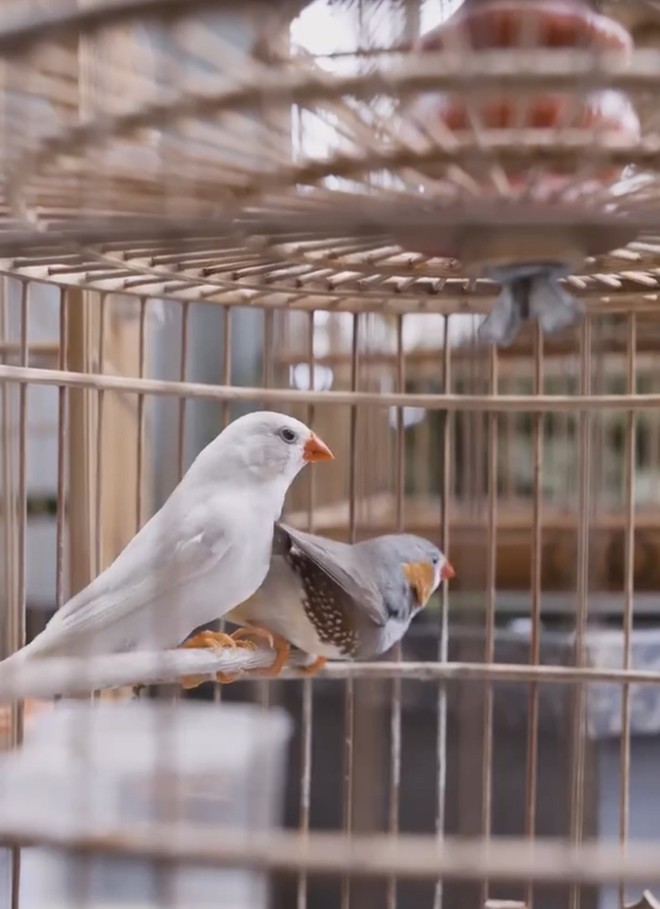 Nghệ sĩ Chí Trung lần đầu khoe gia trang xanh mát thoáng đẹp, đủ chim gà cá chó nhưng kêu khổ-4