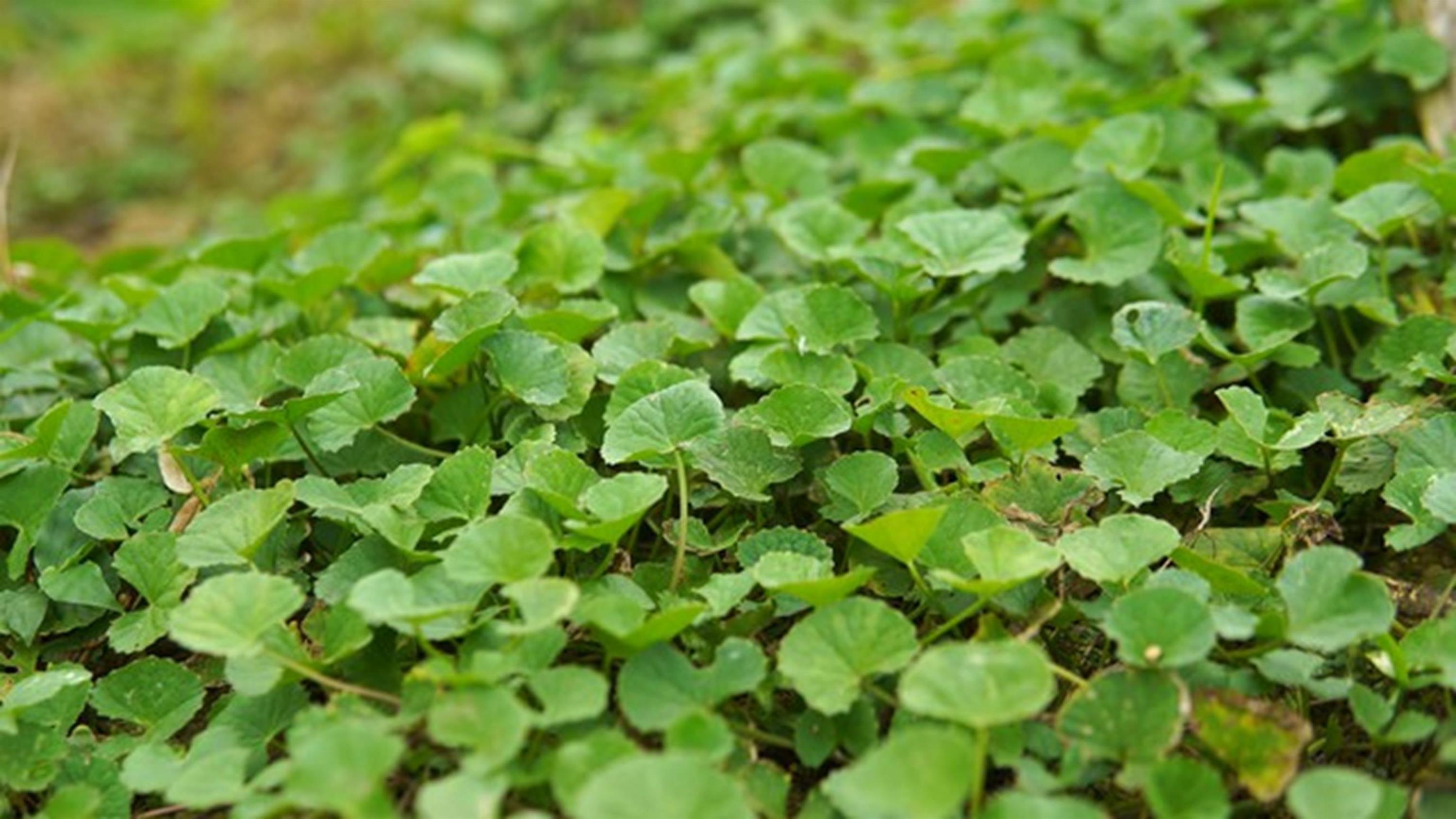 Ngày nắng nóng chế biến ngay những món ngon giải nhiệt vừa mát gan vừa ngon miệng từ loại rau dại này-1