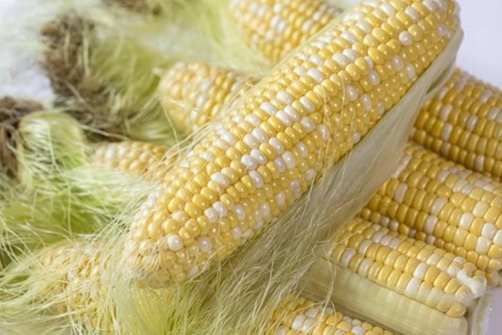 Một phần của bắp ngô hay bị bỏ đi, bác sĩ nhắc nhở giữ lại đem ngâm nước sẽ có lợi ích rất lớn