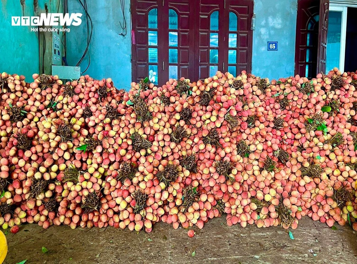 Thủ phủ vải thiều Lục Ngạn mất mùa, giá tăng gấp rưỡi-15