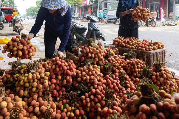 Kẻ khóc, người cười mùa vải thiều-4