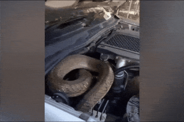 Clip: Tóm gọn rắn hổ mang dài 4m trốn trong xe ô tô của người phụ nữ