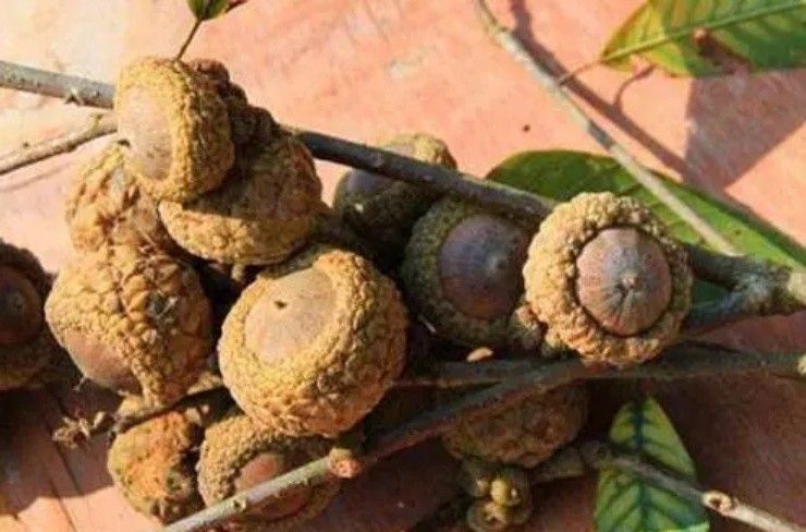 Quả dại 3 năm mới có một lần, xưa rụng thối không ai nhặt, nay thành đặc sản giá 160.000 đồng/kg-1