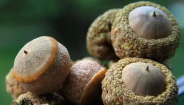 Quả dại 3 năm mới có một lần, xưa rụng thối không ai nhặt, nay thành đặc sản giá 160.000 đồng/kg-2