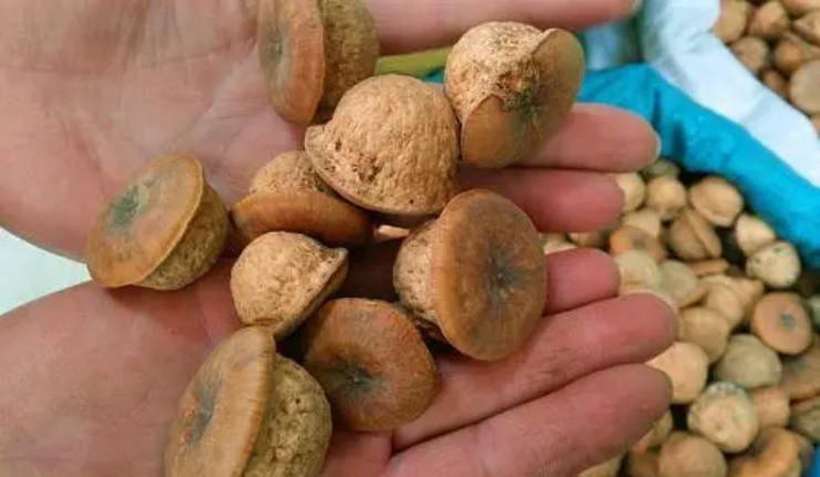 Quả dại 3 năm mới có một lần, xưa rụng thối không ai nhặt, nay thành đặc sản giá 160.000 đồng/kg-3