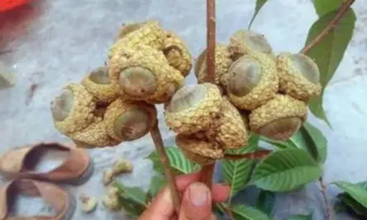 Quả dại 3 năm mới có một lần, xưa rụng thối không ai nhặt, nay thành đặc sản giá 160.000 đồng/kg-4