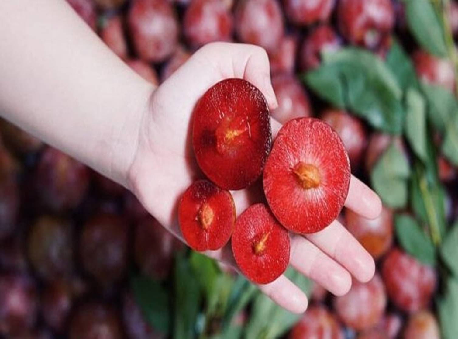 Phân biệt những loại mận phổ biến trên thị trường-2