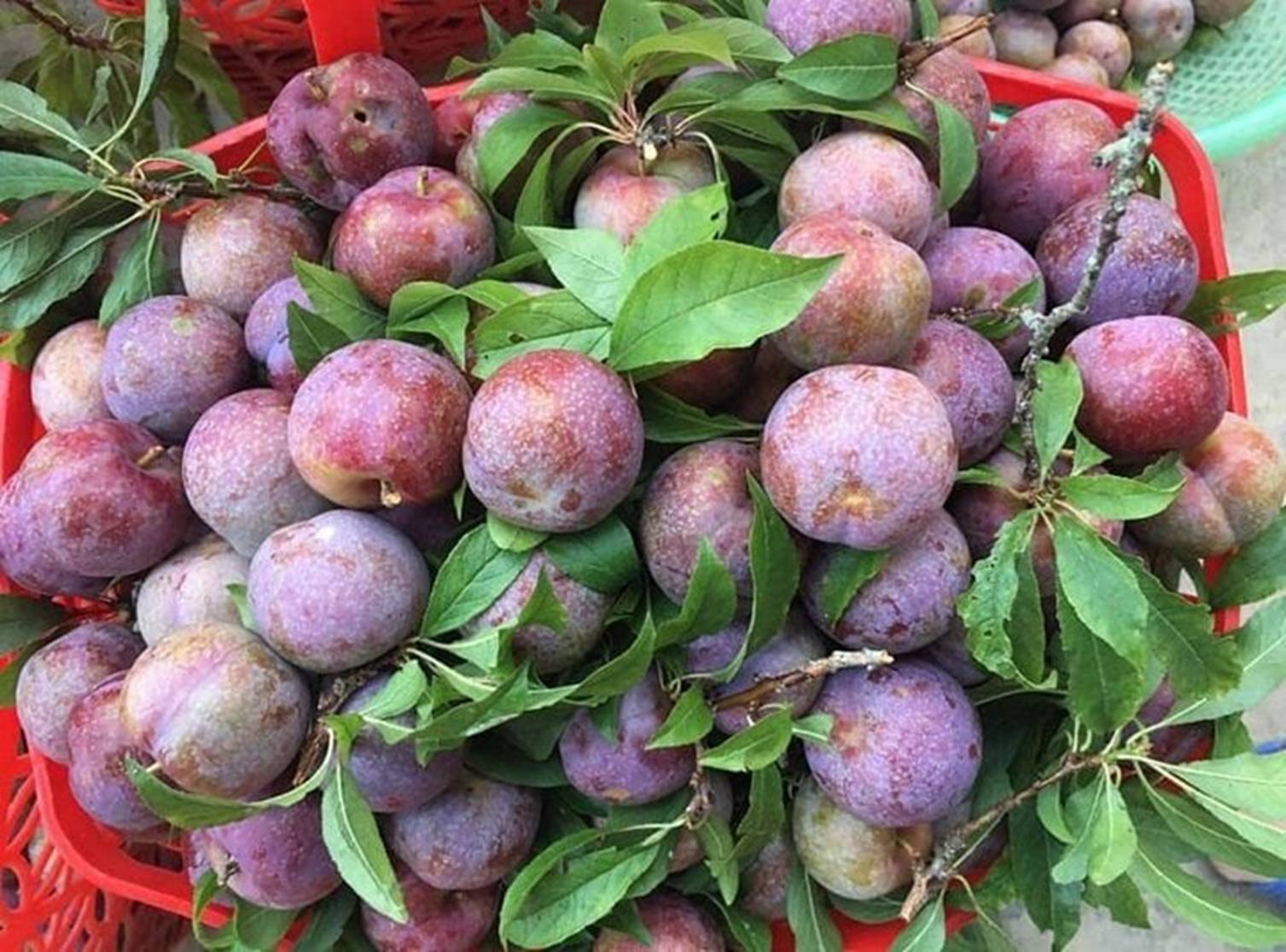 Phân biệt những loại mận phổ biến trên thị trường-3