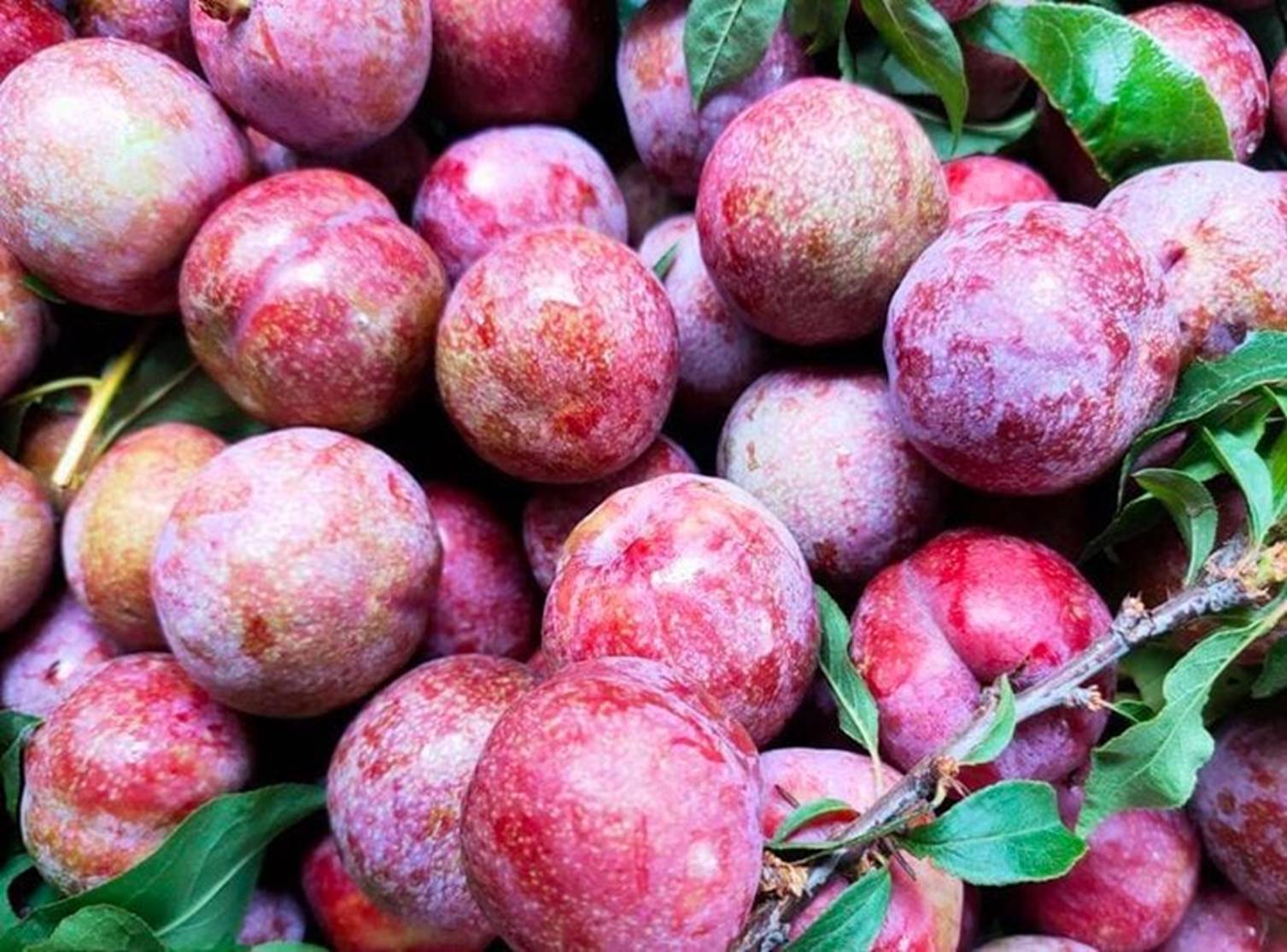 Phân biệt những loại mận phổ biến trên thị trường-4