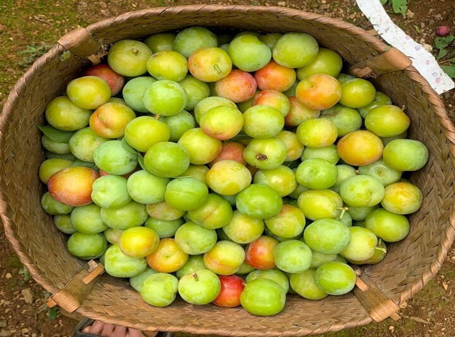 Phân biệt những loại mận phổ biến trên thị trường-5