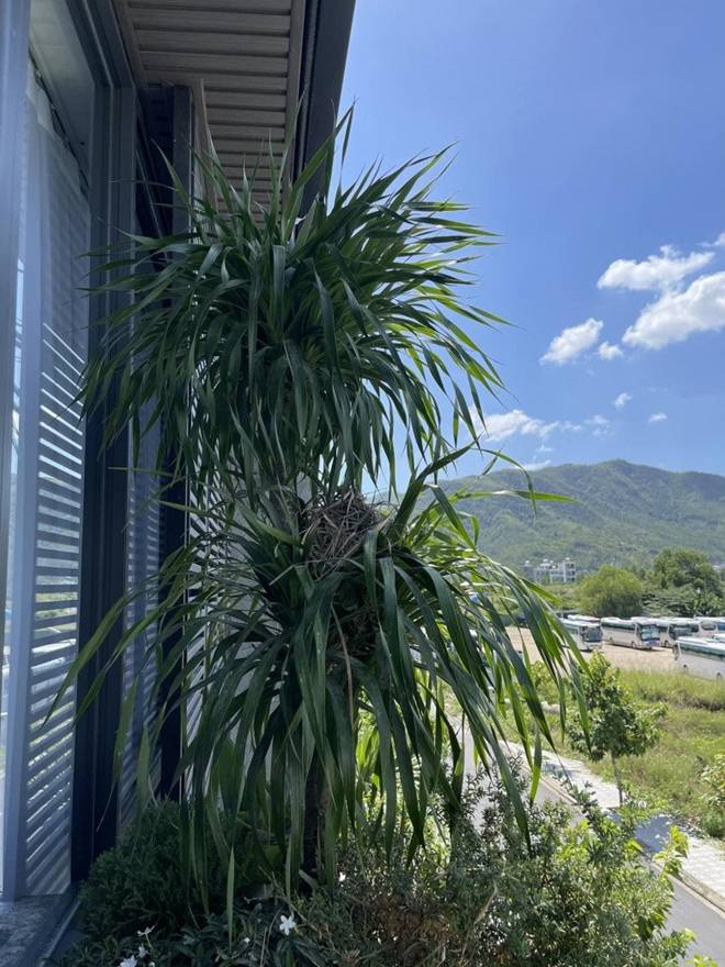 Vợ Phan Mạnh Quỳnh hé lộ điểm đặc biệt trên sân thượng căn biệt thự biển Nha Trang của hai vợ chồng-9