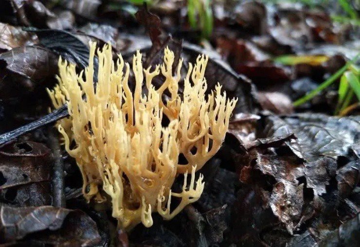 Vào rừng săn đặc sản chân chuột” có giá gây choáng, hơn nửa triệu/kg-1