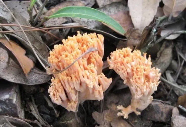 Vào rừng săn đặc sản chân chuột” có giá gây choáng, hơn nửa triệu/kg-2